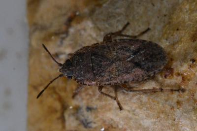 <i>Emblethis denticollis</i>