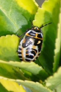 <i>Eurydema</i>