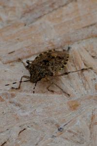 <i>Rhaphigaster nebulosa</i>