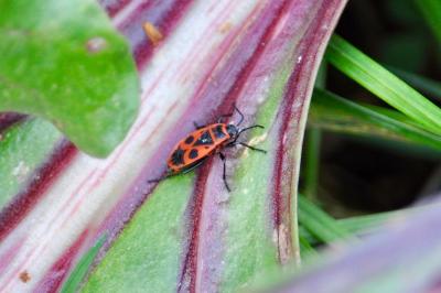 <i>Pyrrhocoris apterus</i>