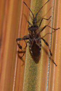<i>Leptoglossus occidentalis</i>