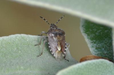 <i>Dolycoris baccarum</i>