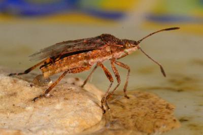 <i>Stictopleurus</i>