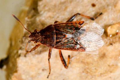 <i>Stictopleurus</i>