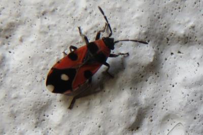 <i>Horvathiolus superbus</i>
