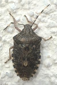 <i>Rhaphigaster nebulosa</i>