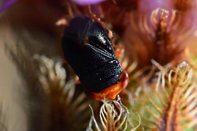 <i>Geocoris erythrocephalus</i>