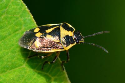 <i>Eurydema oleracea</i>