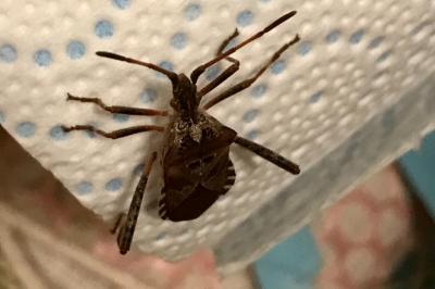 <i>Leptoglossus occidentalis</i>