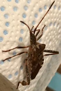 <i>Leptoglossus occidentalis</i>