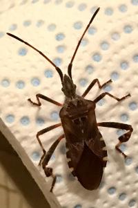 <i>Leptoglossus occidentalis</i>
