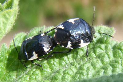 <i>Tritomegas sexmaculatus</i>