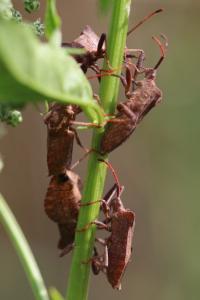 <i>Coreus marginatus</i>