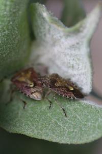 <i>Dolycoris baccarum</i>