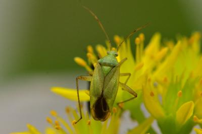 <i>Closterotomus norwegicus</i>