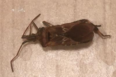 <i>Leptoglossus occidentalis</i>