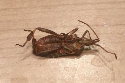 <i>Leptoglossus occidentalis</i>