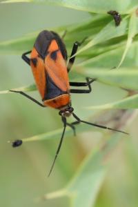<i>Brachycoleus triangularis</i>