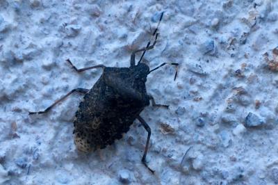 <i>Rhaphigaster nebulosa</i>