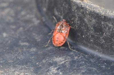 <i>Eurydema ornata</i>