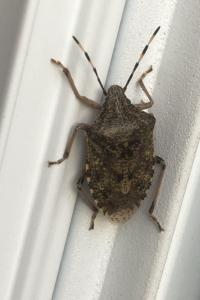 <i>Rhaphigaster nebulosa</i>
