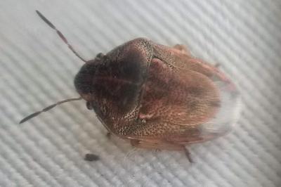 <i>Neottiglossa leporina</i>