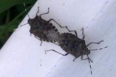 <i>Rhaphigaster nebulosa</i>