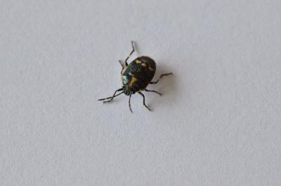 <i>Eurydema oleracea</i>