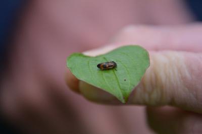 <i>Cercopis vulnerata</i>