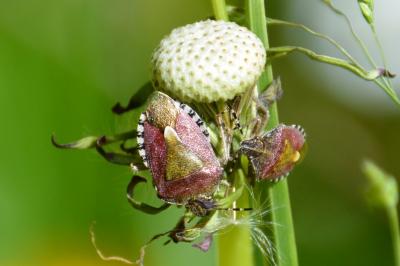 <i>Dolycoris baccarum</i>