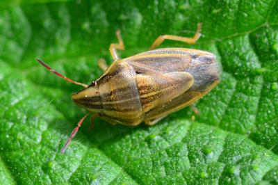 <i>Aelia acuminata</i>