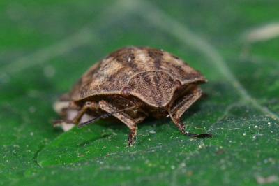 <i>Eurygaster testudinaria</i>