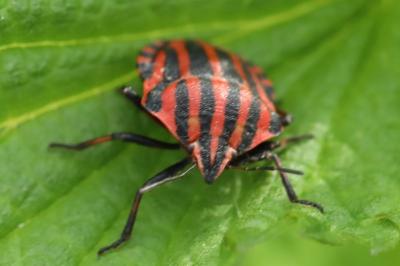 <i>Graphosoma italicum</i>
