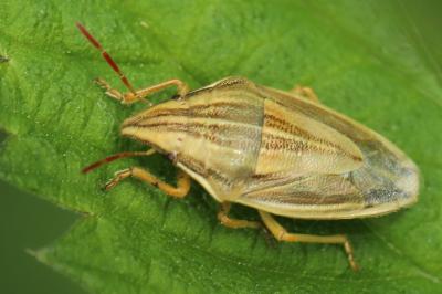 <i>Aelia acuminata</i>