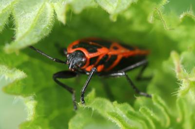 Pyrrhocoris apterus