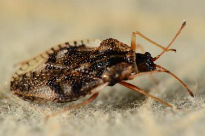 Dictyla humuli