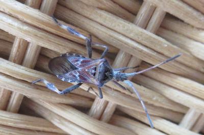 Leptoglossus occidentalis