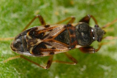 Scolopostethus affinis