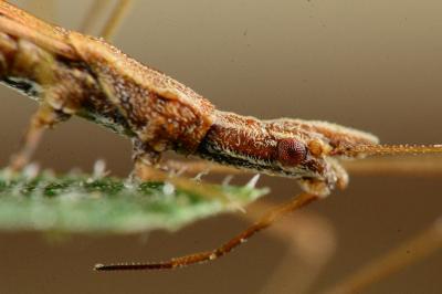 Neides tipularius
