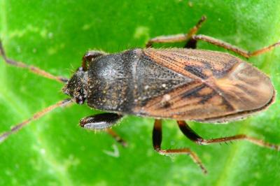 Megalonotus sabulicola