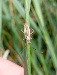 <i>Leptopterna dolabrata</i>