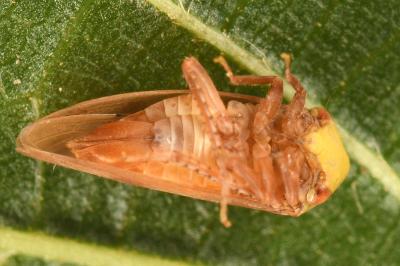 <i>Pediopsis tiliae</i>