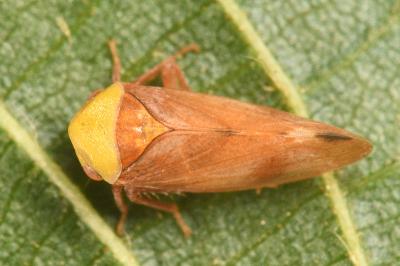 <i>Pediopsis tiliae</i>