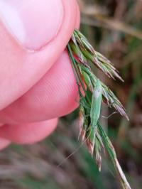 <i>Megaloceroea recticornis</i>