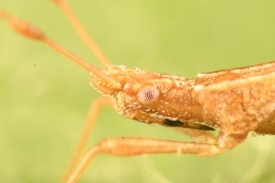 <i>Berytinus signoreti</i>
