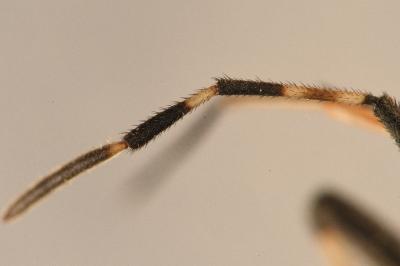<i>Dicranocephalus medius</i>