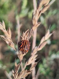 <i>Graphosoma italicum</i>