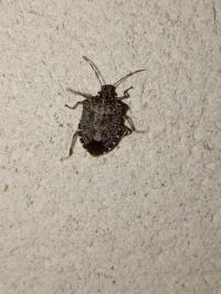 <i>Halyomorpha halys</i>