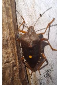 <i>Pentatoma rufipes</i>