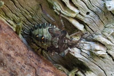 <i>Pentatoma rufipes</i>